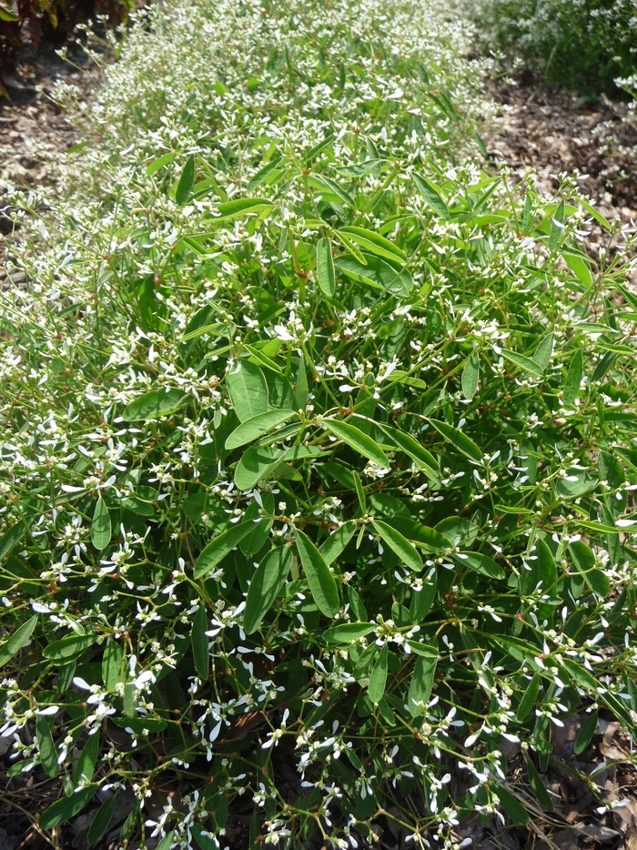 Euphorbia hypericifolia 'Silver Fog' (017438)
