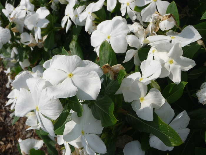 Catharanthus roseus 'Garden White' (017591)