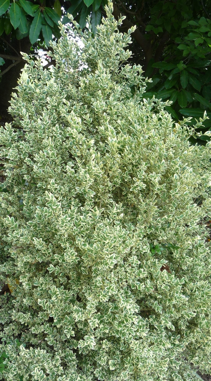 Buxus sempervirens 'Elegantissima' (017844)
