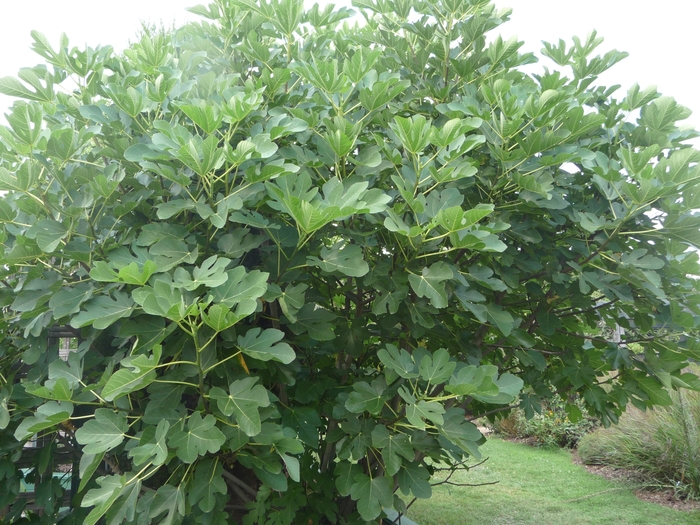 Ficus carica 'Lattarula' (017876)