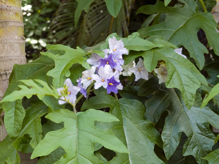 Solanum wrightii (macranthum) '' (018161)