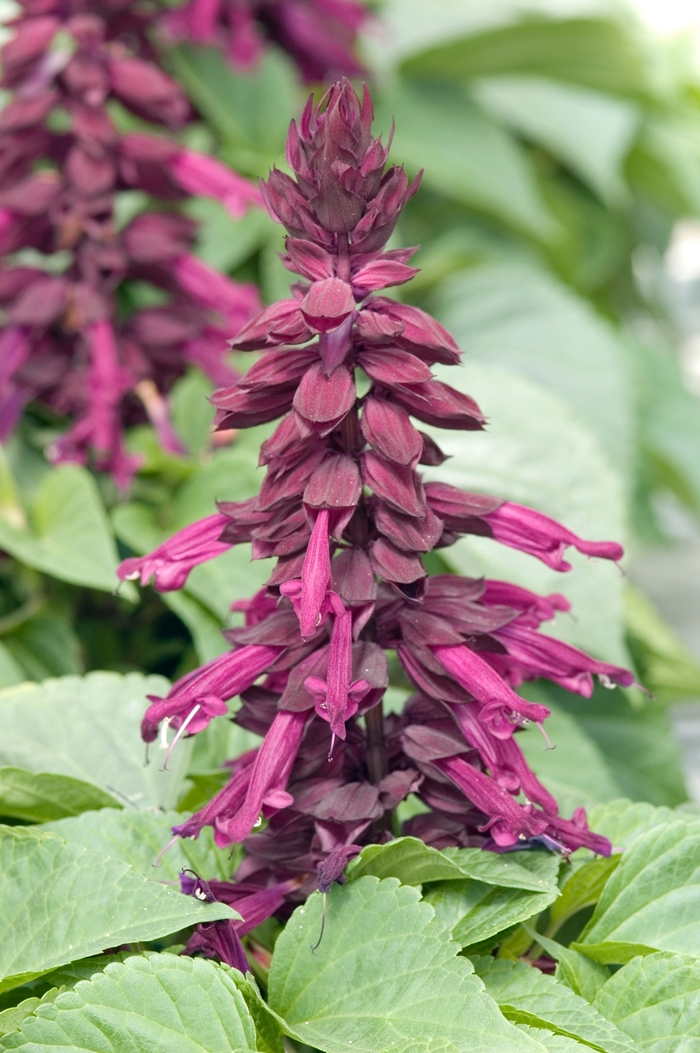 Salvia splendens Picante™ 'Purple' (018393)