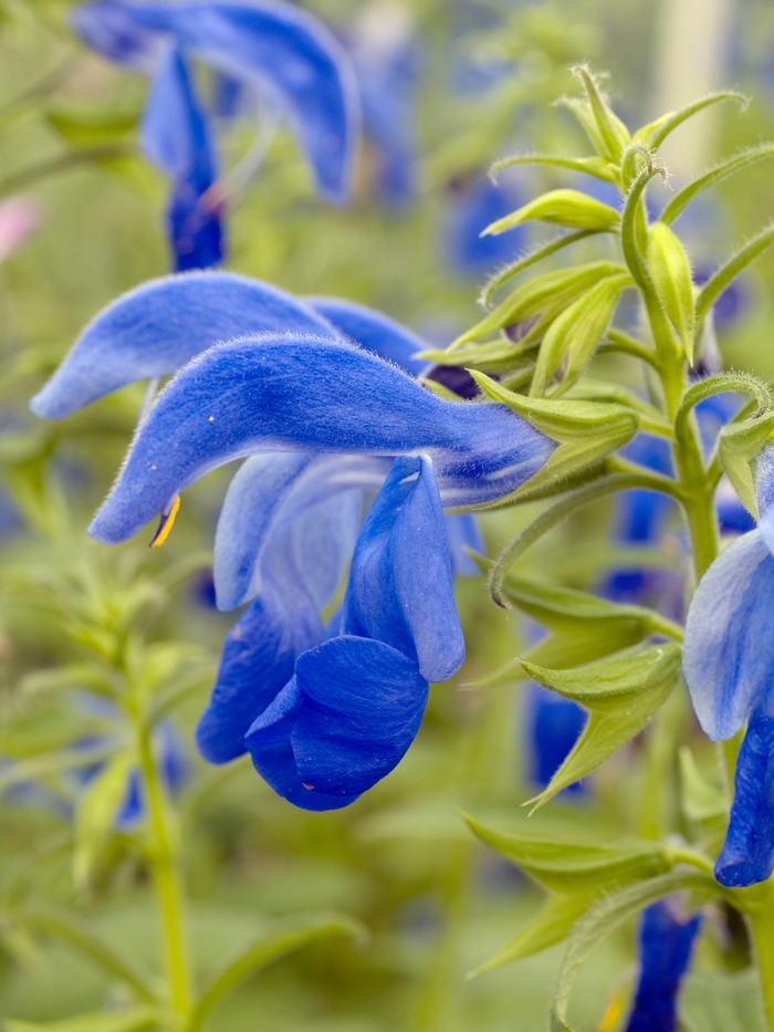 Salvia patens 'Patio Dark Blue' (018406)