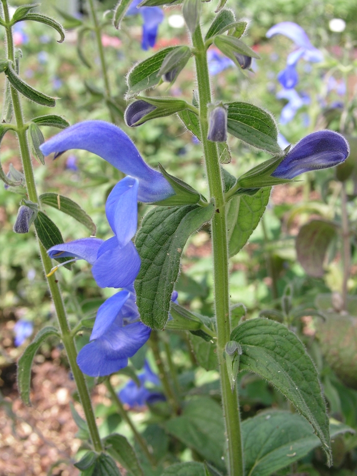 Salvia patens 'Blue Angel' (018408)