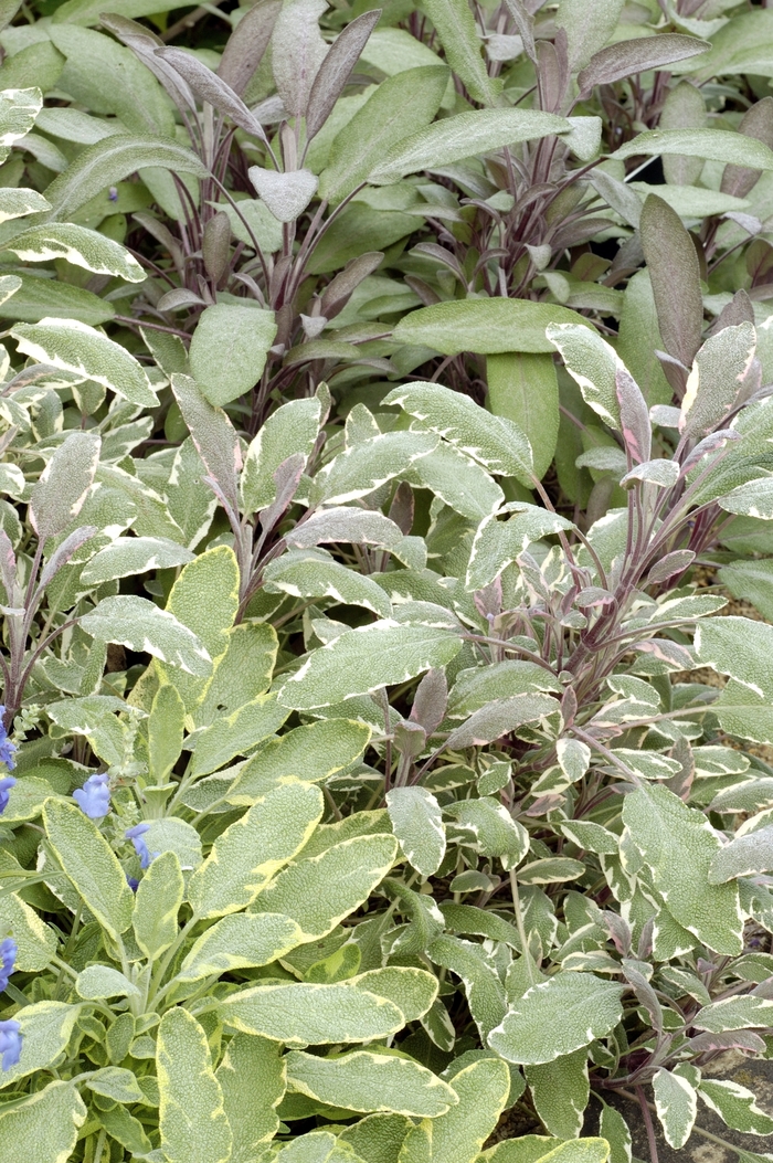 Salvia officinalis 'Multiple Varieties' (018415)