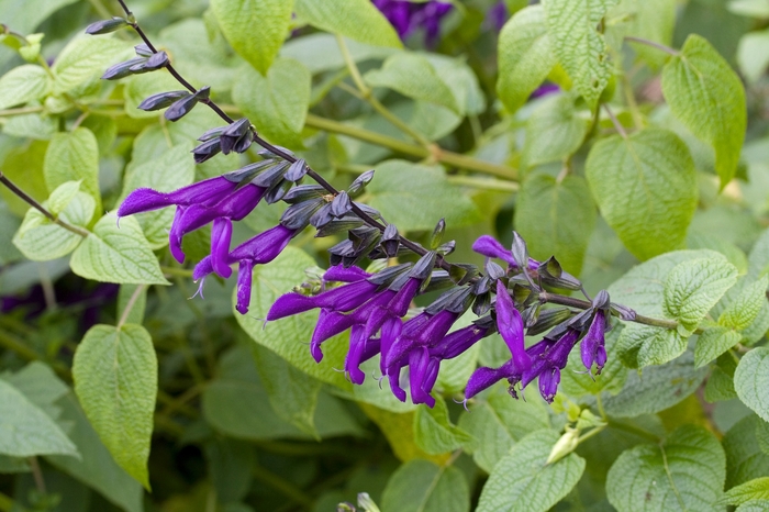 Salvia guaranitica 'Purple Majesty' (018449)
