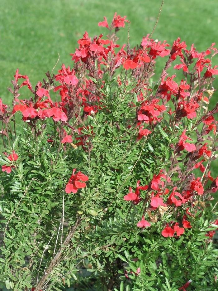 Salvia greggii 'Furman's Red' (018460)