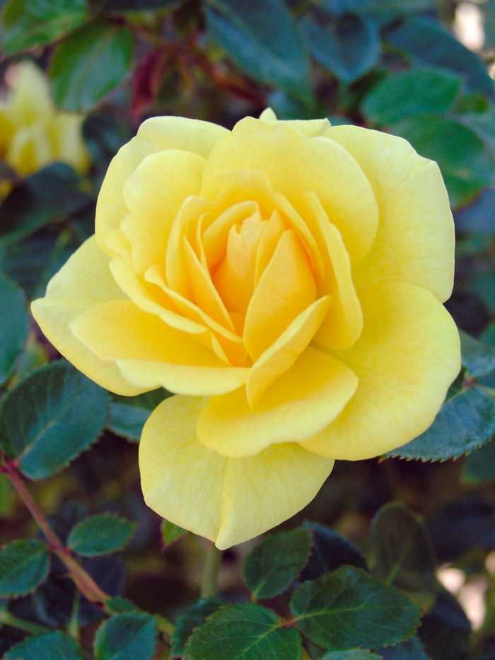 Rosa 'Yellow Jacket' (018587)