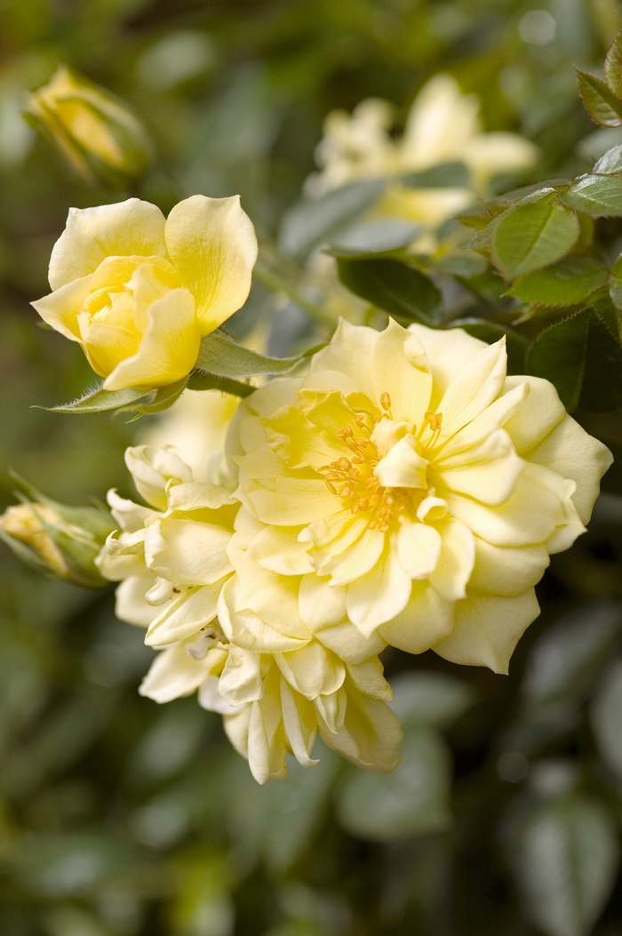 Rosa 'Yellow Ribbons' (018588)