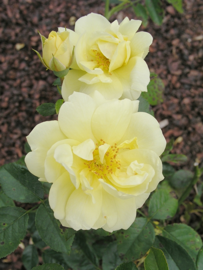 Rosa Flower Carpet® 'Yellow' (018589)