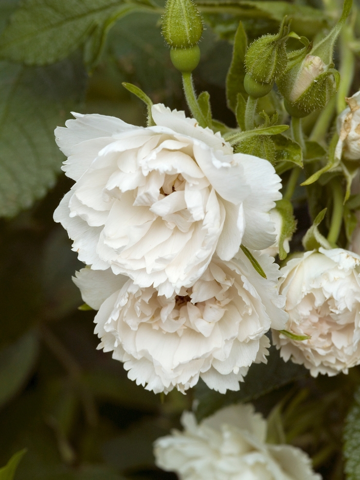 Rosa rugosa 'Grootendorst White' (018605)