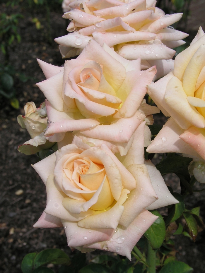 Rosa 'Vanilla Perfume' (018616)
