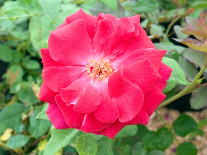 Rosa 'Valentine' (018617)