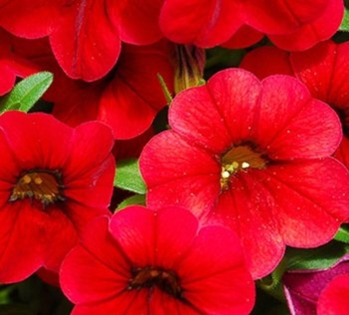 Calibrachoa 'Catwalk™ Bouquet Red' (018647)