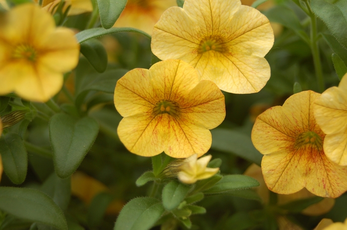 Calibrachoa 'Catwalk® Bouquet Yellow' (018658)
