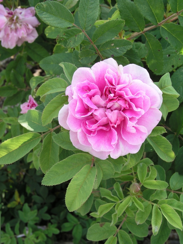 Rosa 'Therese Bugnet' (018729)