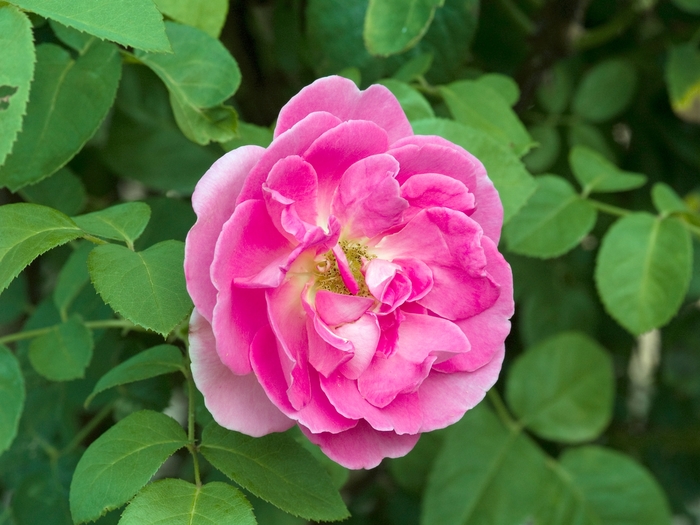 Rosa 'The Herbalist' (018735)