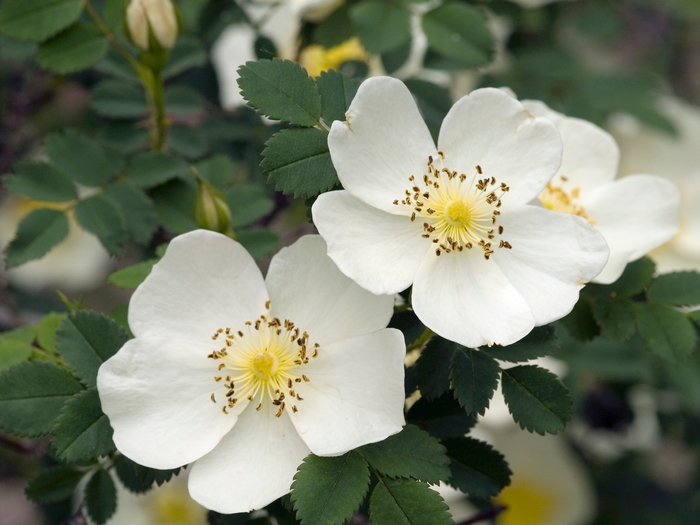 Rosa spinosissima Scotch Rose