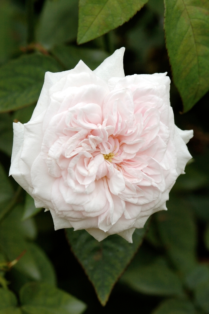 Rosa 'Souvenir de la Malmaison' (018828)