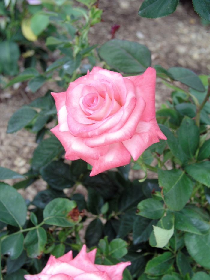Rosa 'Sheer Elegance' (018843)