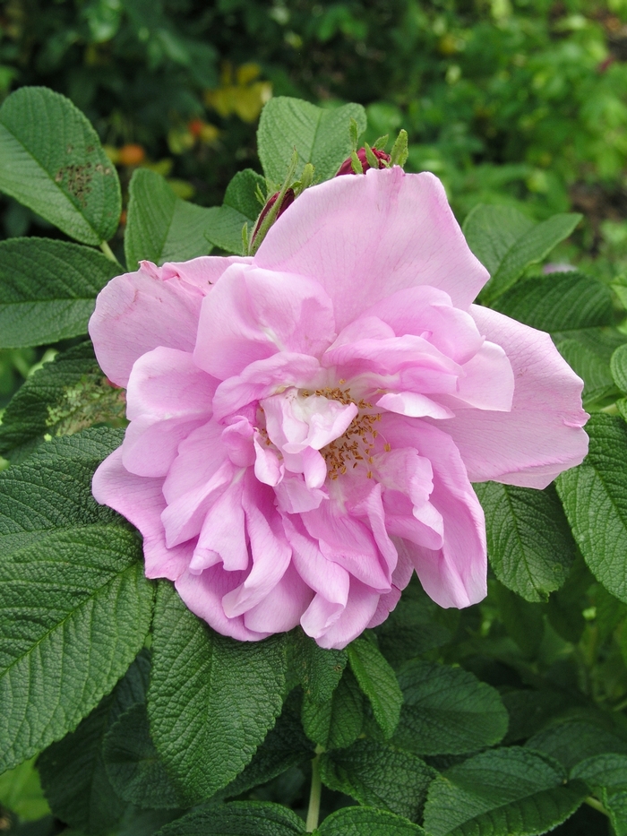 Rosa rugosa 'Yankee Lady' (018859)