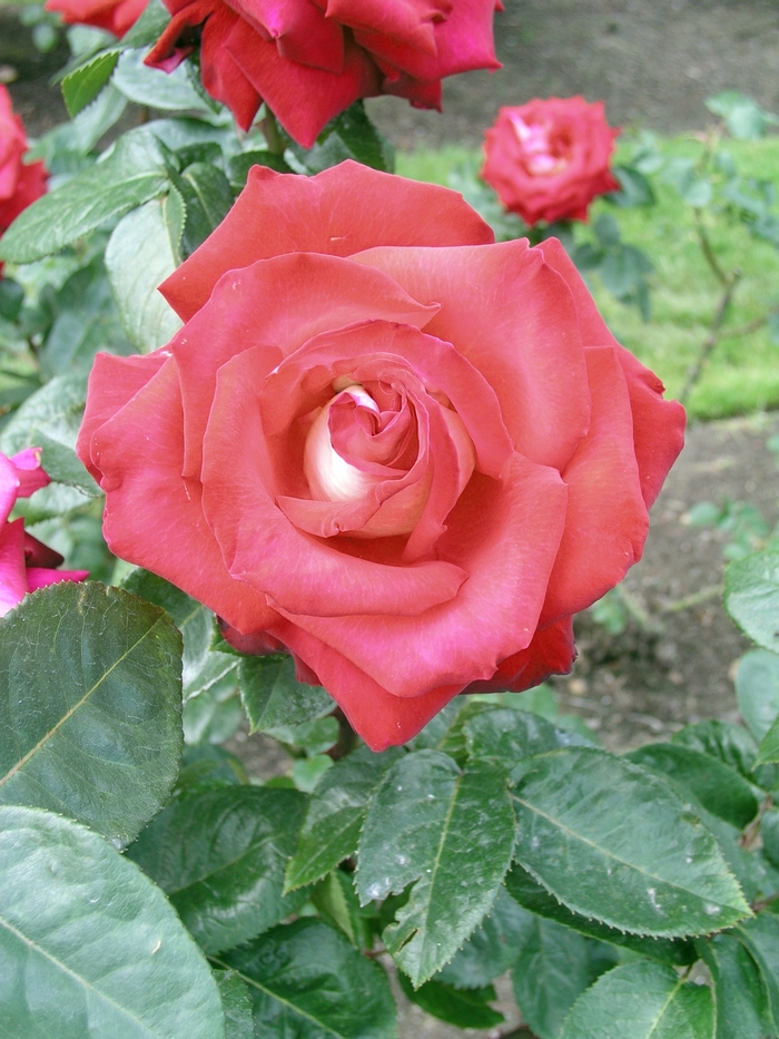 Rosa 'Rosie O'Donnell' (018866)