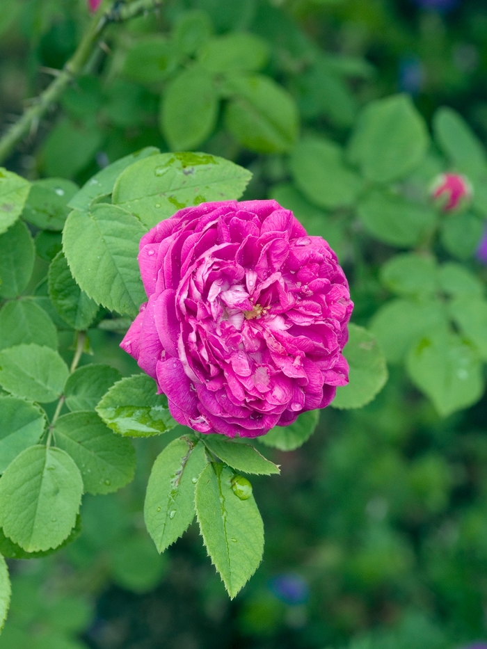 Rosa 'Rose de Rescht' (018867)