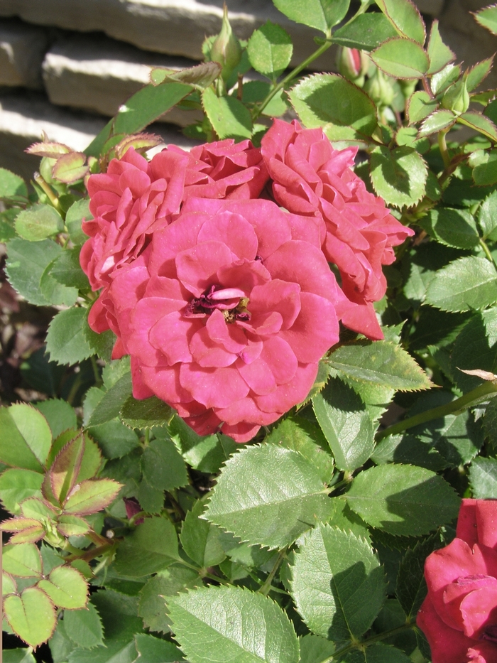 Rosa 'Raspberry Sunblaze' (018884)