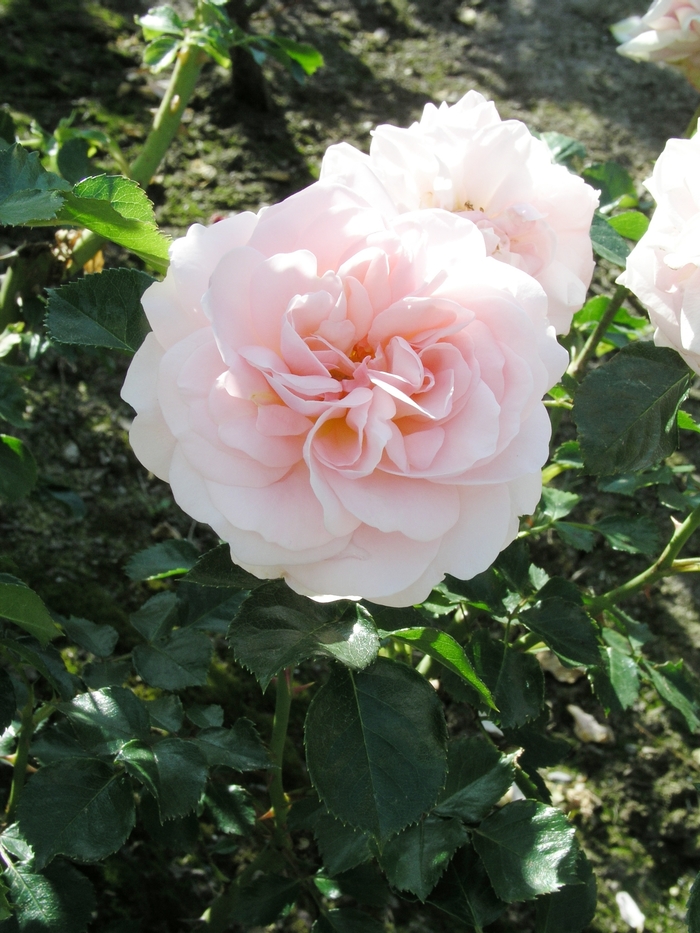 Rosa 'Queen Margrethe' (018889)