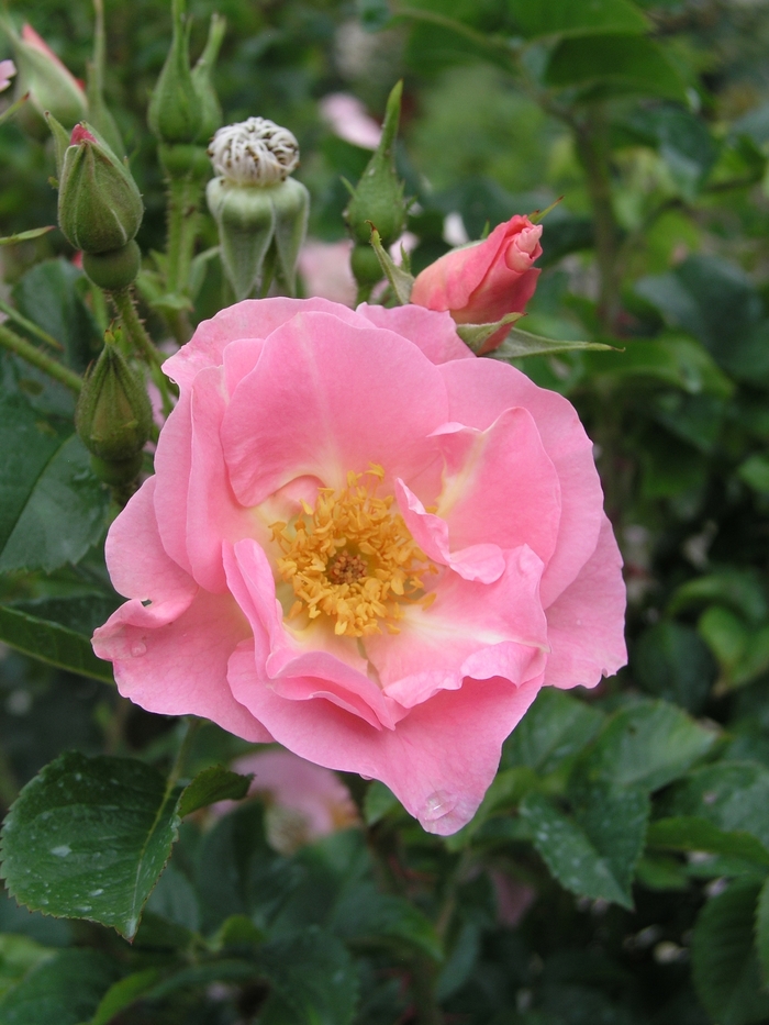Rosa 'Pink Robusta' (018916)