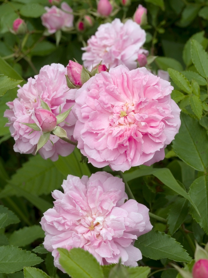 Rosa 'Marie Daly' (019195)