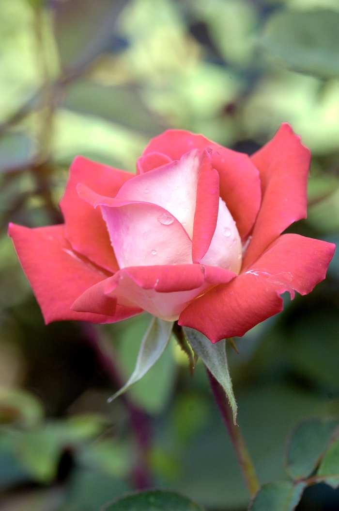 Rosa 'Love' (019209)