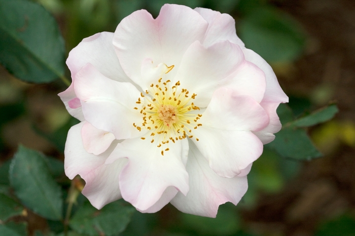 Rosa 'Lady of the Dawn' (019220)