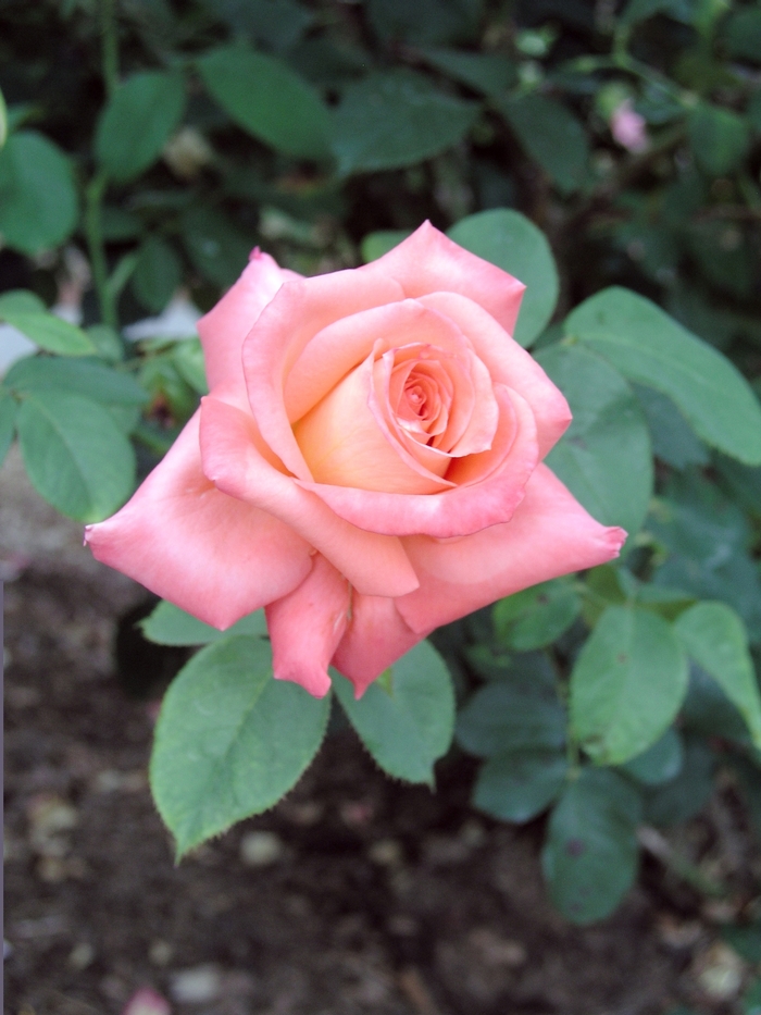 Rosa 'Folklore' (019368)