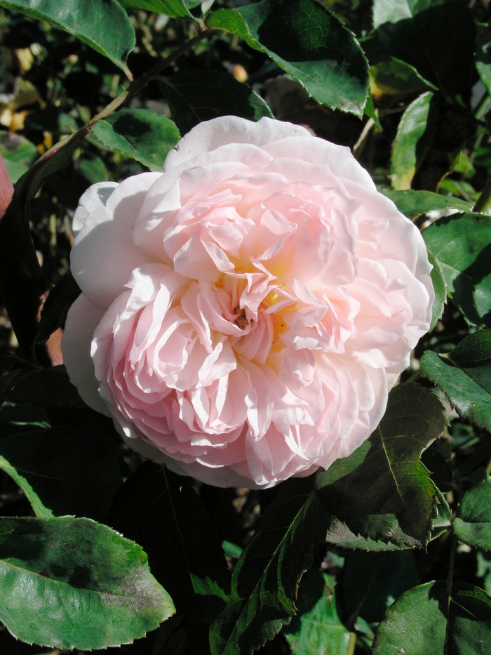 Rosa 'Evelyn' (019471)