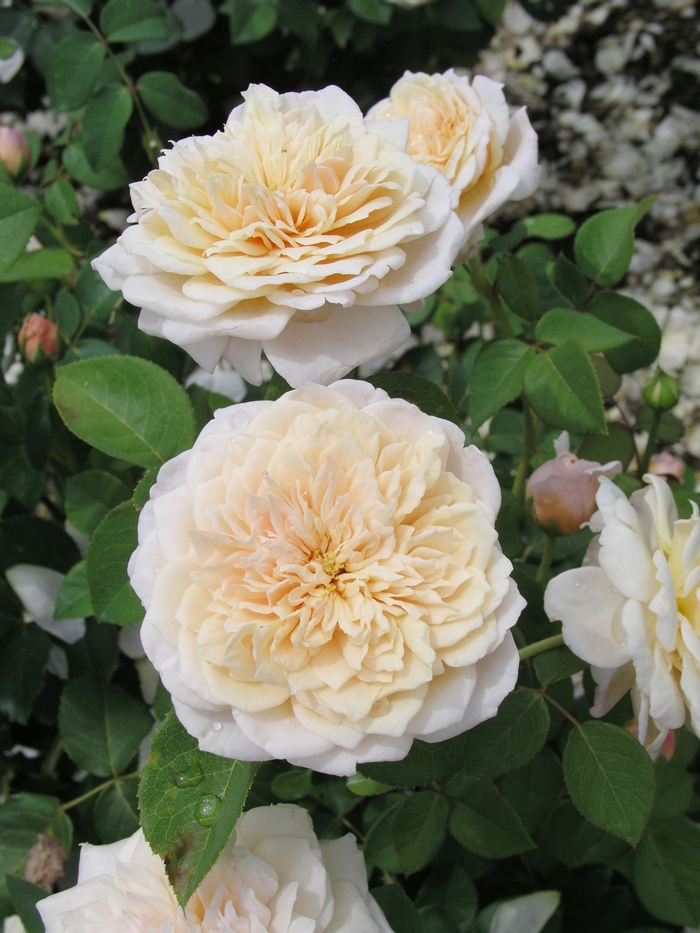 Rosa 'English Garden' (019558)