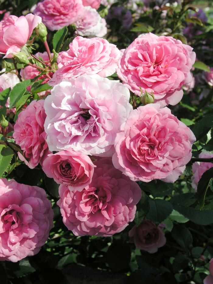 Rosa 'Coral Gables' (019593)