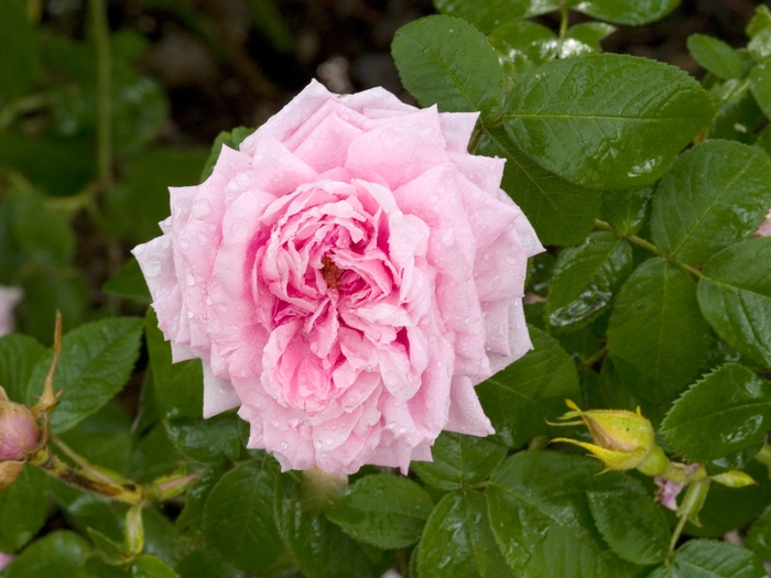 Rosa 'Comte de Chambord' (019594)