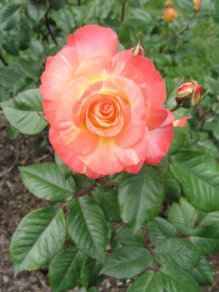 Rosa 'Chihuly' (019690)