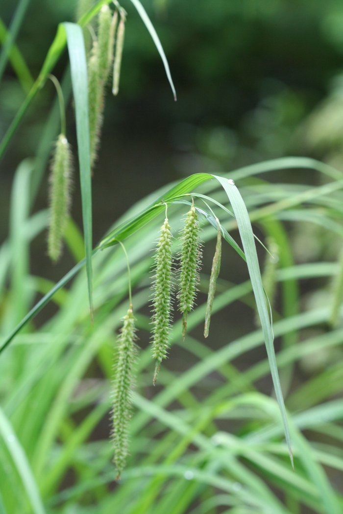 Carex crinita '' (019700)