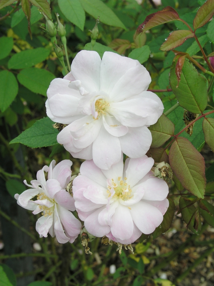 Rosa 'Champney's Pink Cluster' (019729)