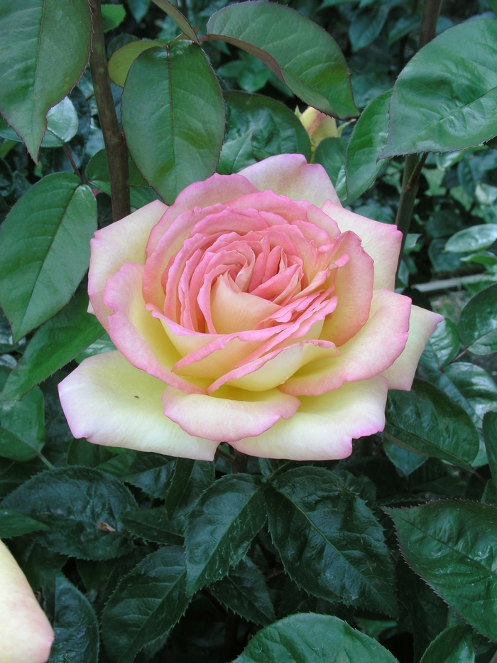 Rosa 'Centennial Star' (019731)
