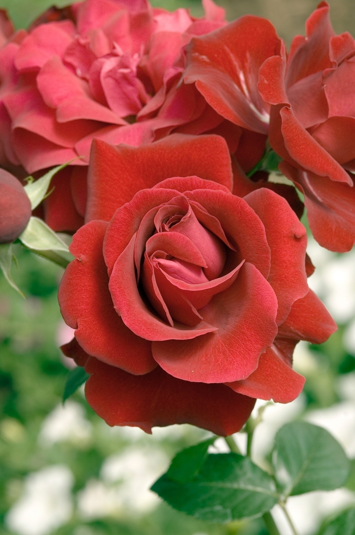 Rosa 'Black Cherry' (019776)