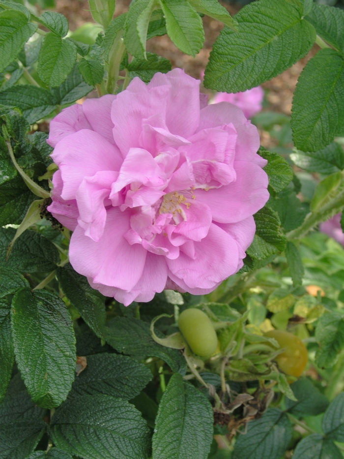 Rosa 'Belle Poitevine' (019782)