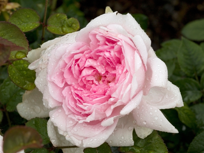 Rosa 'Belle Isis' (019783)