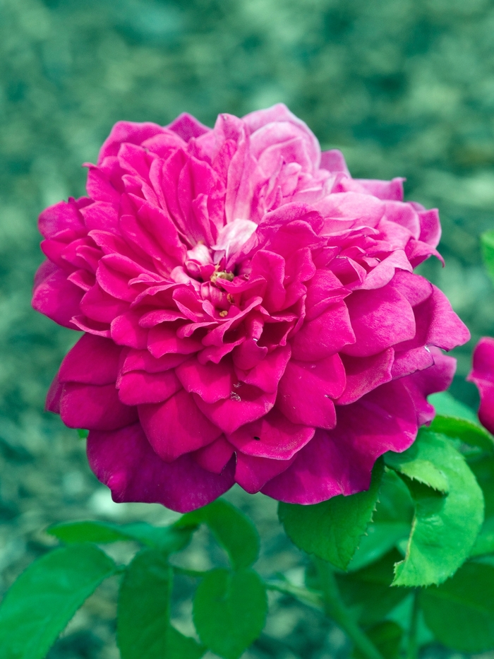Rosa 'Sophy's Rose' (019808)
