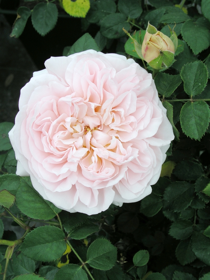 Rosa 'Ambridge' (019822)