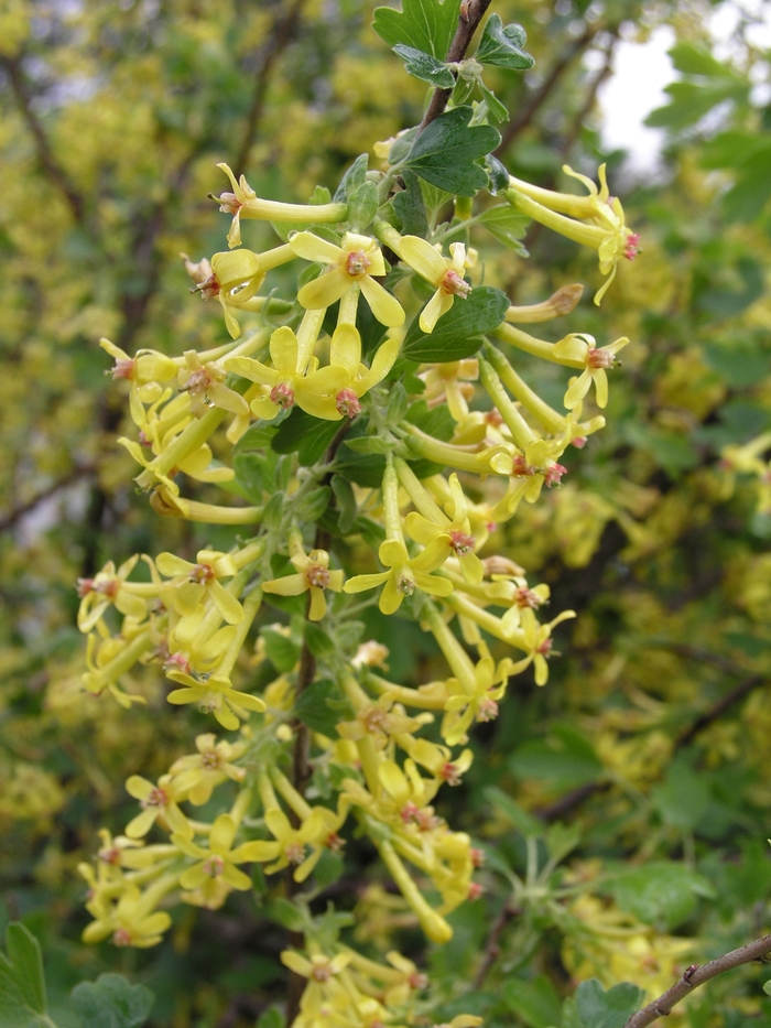 Ribes odoratum '' (019839)