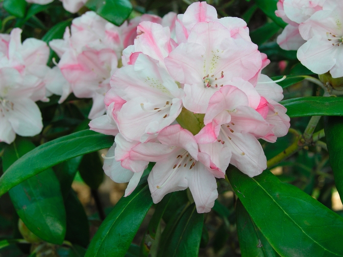 Rhododendron 'Yaku Queen' (019876)