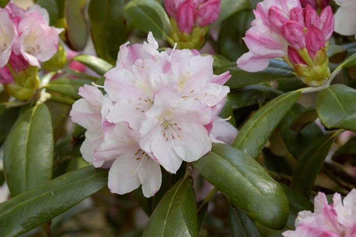 Rhododendron 'Yaku Angel' (019902)